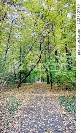 Vertical shot of a forest path covered with fallen autumn leaves under a tall, colorful tree canopy Vertical shot of a forest path covered with fallen autumn leaves under a tall, colorful tree canopy 132720789