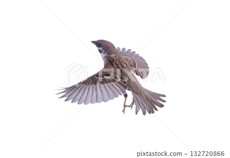 flying sparrow isolated on white background flying sparrow isolated on white background 132720866