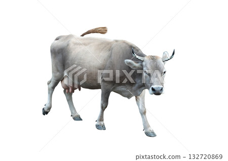 walking grey cow isolated on white background walking grey cow isolated on white background 132720869
