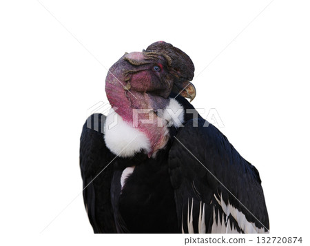 andelan condor isolated on white background 132720874