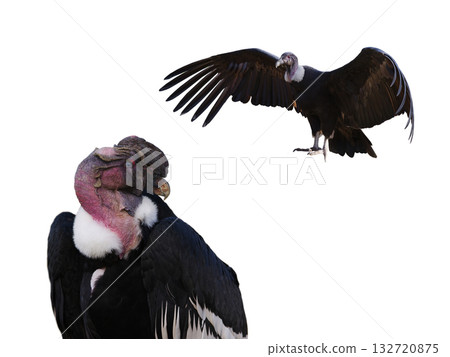 andelan condor isolated on white background 132720875