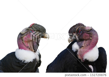 Andean condor isolated on white background Andean condor isolated on white background 132720876
