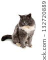 Fluffy, street, homeless, gray cat with white spots close-up on a white background 132720889