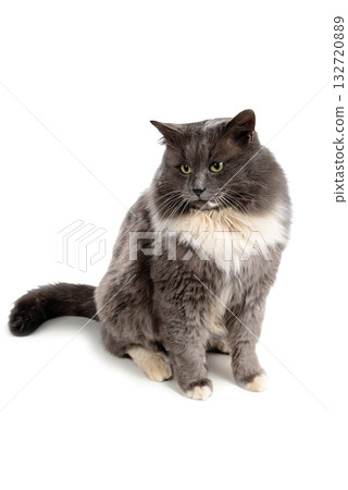 Fluffy, street, homeless, gray cat with white spots close-up on a white background Fluffy, street, homeless, gray cat with white spots close-up on a white background 132720889