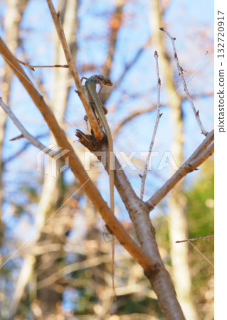 伯勞鳥的快速獵物(蜥蜴) 伯勞鳥的快速獵物(蜥蜴) 132720917
