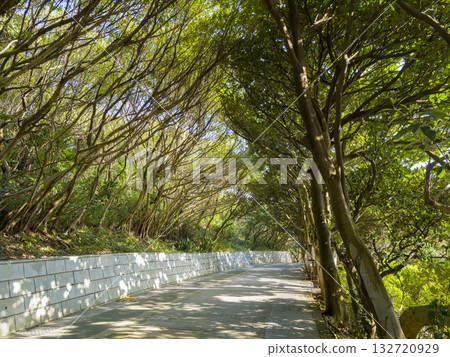 Yehliu Geopark, Taiwan Yehliu Geopark, Taiwan 132720929