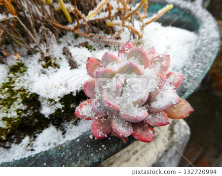 Succulents with snow Succulents with snow 132720994