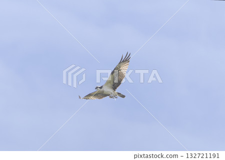 魚鷹抓住獵物然後飛走 132721191