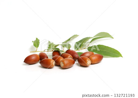 白色背景上的橡子 132721193