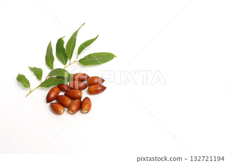 白色背景上的橡子 132721194