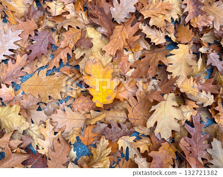 Dry autumn oak leaves covering the ground. Warm seasonal tones and natural texture Dry autumn oak leaves covering the ground. Warm seasonal tones and natural texture 132721382