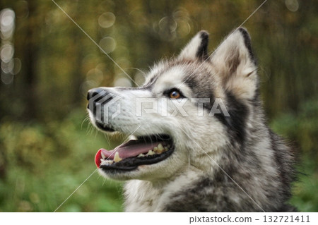 A close-up profile of a majestic husky dog with its mouth slightly open and tongue visible, set against a soft, blurred green background. Concept of canine companionship and wild spirit. 132721411