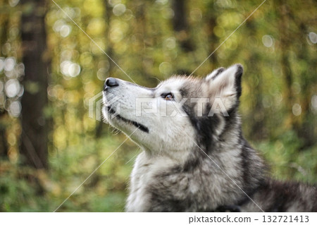 A profile of a Siberian Husky's noble head looking upwards into a soft, blurred forest background with autumnal colors. Concept of nature's wild heart and the loyal gaze. 132721413