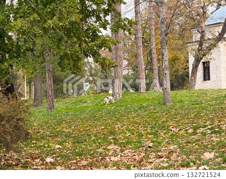Dog exploring autumn park among trees. Peaceful nature walk and pet curiosity 132721524