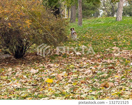 Dog standing near bushes in autumn park. Calm observation and natural curiosity 132721525
