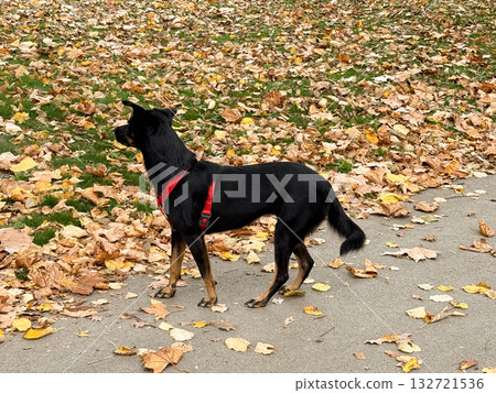 Black dog in red harness standing on autumn leaves. Loyalty, alertness, and peaceful walk in the park Black dog in red harness standing on autumn leaves. Loyalty, alertness, and peaceful walk in the park 132721536