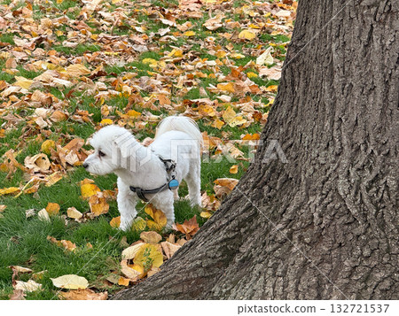 Small white dog standing near tree in autumn park. Calmness, curiosity and gentle presence of a pet enjoying nature Small white dog standing near tree in autumn park. Calmness, curiosity and gentle presence of a pet enjoying nature 132721537
