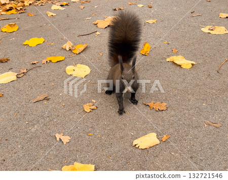 Curious squirrel standing on autumn pavement. Wildlife portrait, curiosity, and connection between humans and nature 132721546