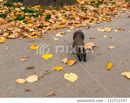 Squirrel crossing park path in autumn. Active movement, freedom, and peaceful coexistence of wildlife and city life 132721547