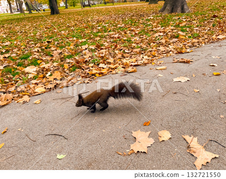 Squirrel crossing park path in autumn. Active movement, freedom, and peaceful coexistence of wildlife and city life Squirrel crossing park path in autumn. Active movement, freedom, and peaceful coexistence of wildlife and city life 132721550