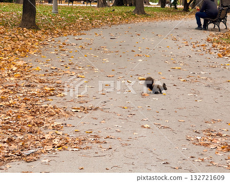 Squirrel on park path covered with autumn leaves. Urban wildlife, peaceful coexistence with nature, and seasonal charm Squirrel on park path covered with autumn leaves. Urban wildlife, peaceful coexistence with nature, and seasonal charm 132721609