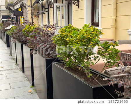 Street plants in black pots near a cafe. Urban greenery, design aesthetics, and balance between nature and architecture 132721663