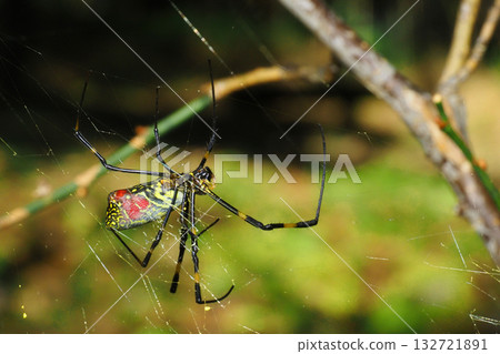 Alive winter orb spider (25/1/8) Alive winter orb spider (25/1/8) 132721891