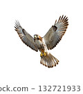 Hawk In Flight With Outstretched Wings. Symbol Of Freedom And Precision In Nature. Isolated On Transparent Background 132721933