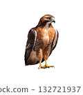 Regal Red-Tailed Hawk. Symbol Of Strength And Freedom. Isolated On Transparent Background 132721937