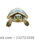 Tortoise Close-Up. Symbol Of Longevity And Patience. Isolated On Transparent Background 132721938