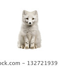 Arctic Fox Portrait. Wildlife And Nature Conservation. Isolated On Transparent Background 132721939