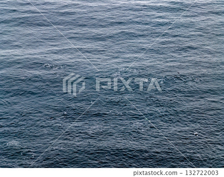 Aerial view of common dolphins feeding above huge dragnet in Donegal Bay, Ireland 132722003