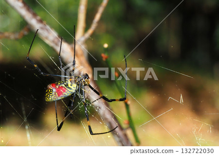 Alive winter orb spider (25/1/8) 132722030