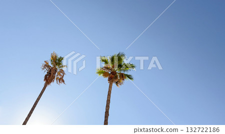 Two Palm Trees Against Bright Blue Sunny Sky Two Palm Trees Against Bright Blue Sunny Sky 132722186
