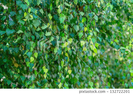 Fresh green birch leaves hanging on slender branches in lush natural background and texture. Birch foliage, spring summer greenery, natural freshness 132722201