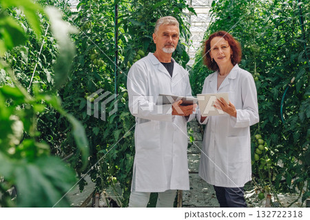 Farm supervisors track plant development, Agriculture leaders monitor tomatoes growth stages digitally, Crop managers utilize mobile devices to document tomato plant health and material inventory 132722318