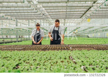 Greenhouse plant care, Two workers monitor and tend to fresh seedlings diligently, Two horticultural experts collaboratively tend with precision to delicate young plants in greenhouse environment Greenhouse plant care, Two workers monitor and tend to fresh seedlings diligently, Two horticultural experts collaboratively tend with precision to delicate young plants in greenhouse environment 132722326