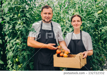 Organic growers display ripe tomatoes, Cultivators in greenhouse with fresh vegetable crates, Agricultural producers in enclosed growing space demonstrating bountiful organic harvests for local 132722332