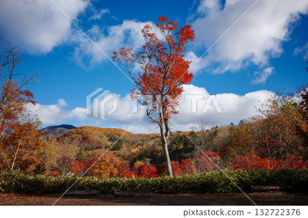 Autumn leaves of Hokkaido 132722376
