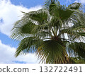 Sunlit Palm Tree With Large Fronds Against Blue Sky and White Clouds 132722491