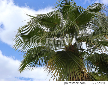 Sunlit Palm Tree With Large Fronds Against Blue Sky and White Clouds 132722491