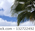 Palm Fronds Against a Clear Sky with Clouds - Tropical Outdoor Nature Scene 132722492