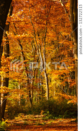 Golden Autumn Forest In Bavaria: Sunlit Trees With Vibrant Foliage And Warm Colors Creating A Peaceful Natural Woodland Scene Golden Autumn Forest In Bavaria: Sunlit Trees With Vibrant Foliage And Warm Colors Creating A Peaceful Natural Woodland Scene 132722515