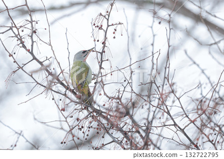 一隻灰頭啄木鳥正在啄食剩下的幾顆堅果。 132722795