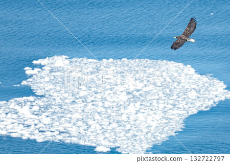 一隻白尾海鵰在第一層浮冰上盤旋。 132722797