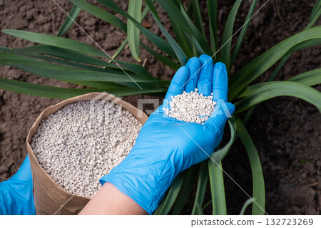Farmer fertilizing narcissus bushes. Applying Npk granulated fertilizer to the ground where flowers grow Farmer fertilizing narcissus bushes. Applying Npk granulated fertilizer to the ground where flowers grow 132723269