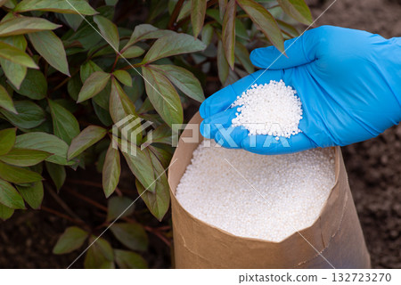 Hand in glove against bush of flowers in the garden. Concept of fertilizing plants before blooming 132723270