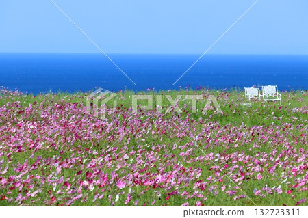 可欣賞海景的波斯菊田野（高知縣那張町） 132723311
