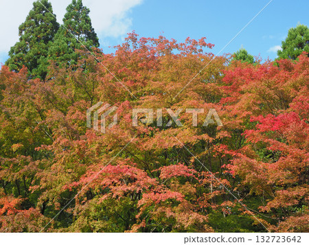 The beginning of autumn foliage on Mount Hiko The beginning of autumn foliage on Mount Hiko 132723642