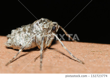 A type of winter moth (female, adult) 132723774